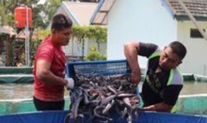 Yonarmed 12 Kostrad Kembali Sukses Panen Lele, Dorong Kesejahteraan Prajurit