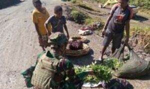 Satgas Yonif 509 Kostrad Bantu Masyarakat Intan Jaya dengan Memborong Hasil Tani