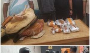 Kodim 0201/Medan Berkolaborasi Dengan Polrestabes Medan Menggagalkan Pengiriman Paket Narkoba Jenis Ganja