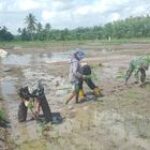 Koramil 04/LB Bersama PPL dan Masyarakat Panai Hulu Tanam Padi di Lahan 2 Hektar