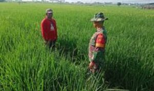 Babinsa Dampingi Petani Pantau Tanaman Padi, Pastikan Hasil Panen Maksimal