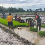 Tingkatkan Hasil Panen,Babinsa Kodim Boyolali Dampingi Petani