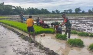 Tingkatkan Hasil Panen,Babinsa Kodim Boyolali Dampingi Petani