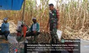 Babinsa Koramil 0201-14/PB Pancur Batu, Dorong Swasembada Pangan melalui Pendampingan Petani Jagung