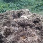 Tangkos Diserakkan di Kebun Sawit Plat Merah, Abdul Rozak Bungkam