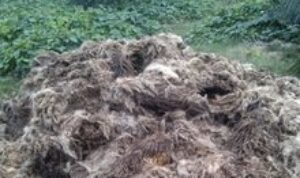 Tangkos Diserakkan di Kebun Sawit Plat Merah, Abdul Rozak Bungkam