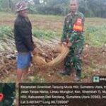 Babinsa Serka Wilopo Dorong Pemanfaatan Ubi Kayu untuk Ketahanan Pangan di Patumbak