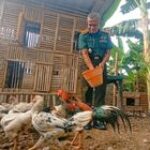 Dukung Program Nasional, Denhubrem 081/DSJ Budidaya Ayam dan Ikan