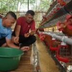 Ketahanan Pangan, Pangdivif 1 Kostrad Panen Telur Ayam, Wujud Nyata Kemandirian Pangan