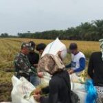 Babinsa Koramil 02/TL Serda Kesadaran Lase Dampingi Petani Panen Padi