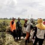 Asta Cita Prabowo, Babinsa Serma Prawika Aktif Ikut Dampingi Petani Panen Padi di Desa Amplas