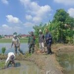 Wujudkan Swasembada Pangan, Babinsa Serka Tresno Abadi Monitoring Tanam Padi Di Wilayah Binaan