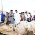 12 Sapi Qurban dari Bupati Syah Afandin, Wujud Nyata Kepedulian untuk Warga Langkat