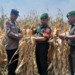 Danramil 0201-02/MT Hadiri Panen Raya Jagung Bersama Petani di Percut Sei Tuan